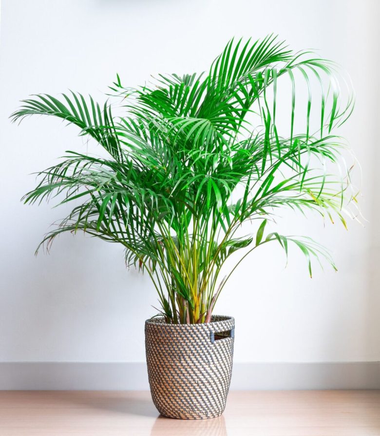 Areca-palm