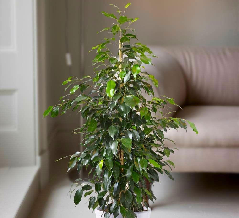 Ficus-benjamina-Or-Danielle