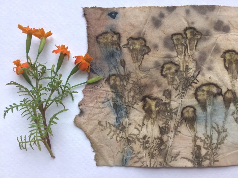 abbellire-casa-piante-botaniche-faidate
