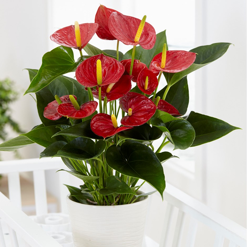 anthurium