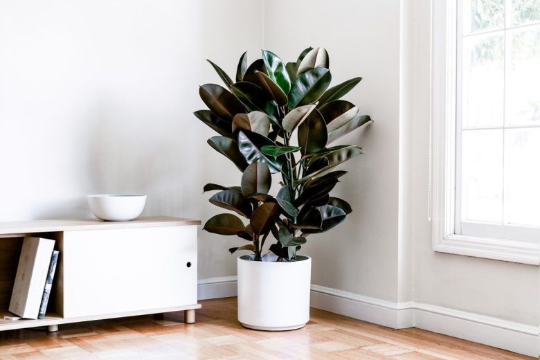 ficus-elastica