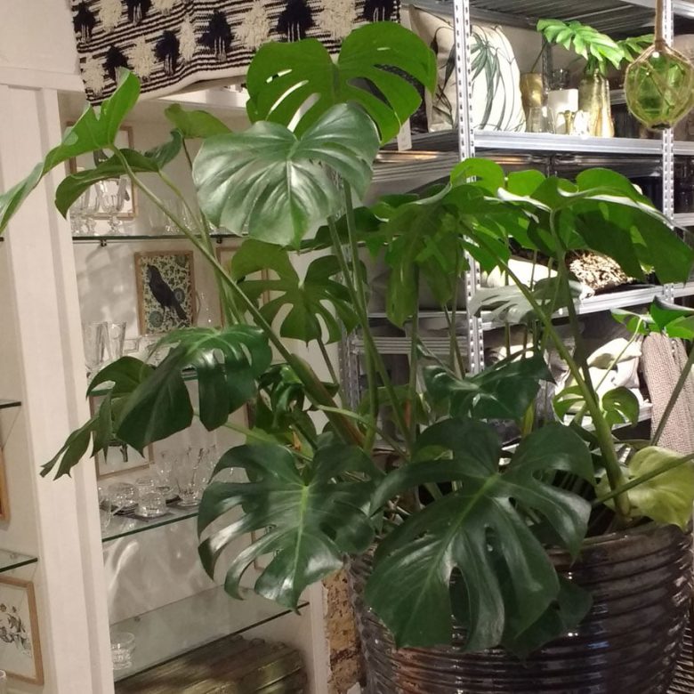 monstera-deliciosa-1