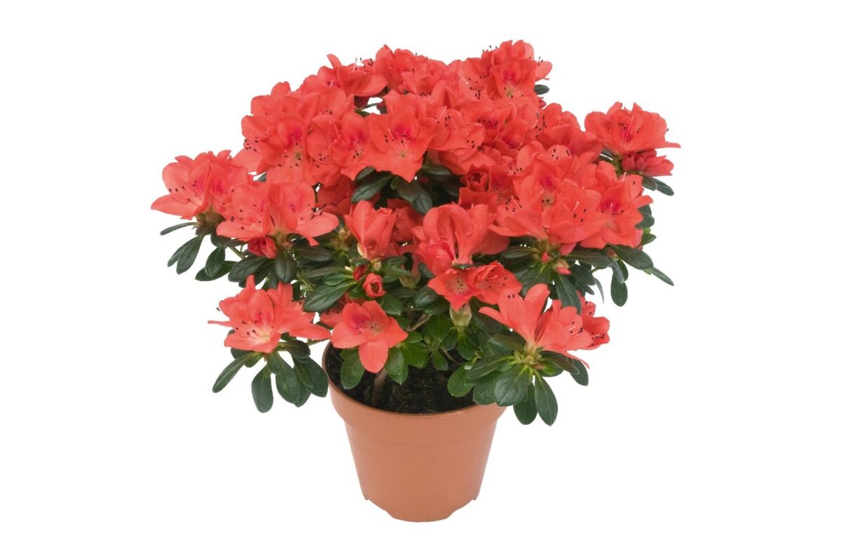 piante-addobbi-natalizi-2