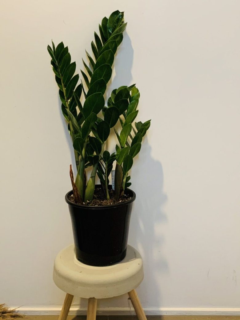 piante-poca-luce-4