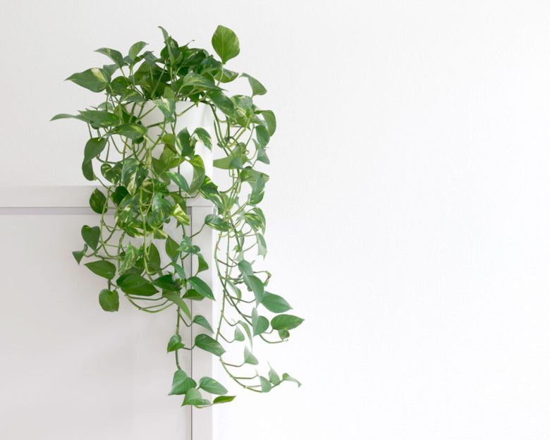 prune-pothos
