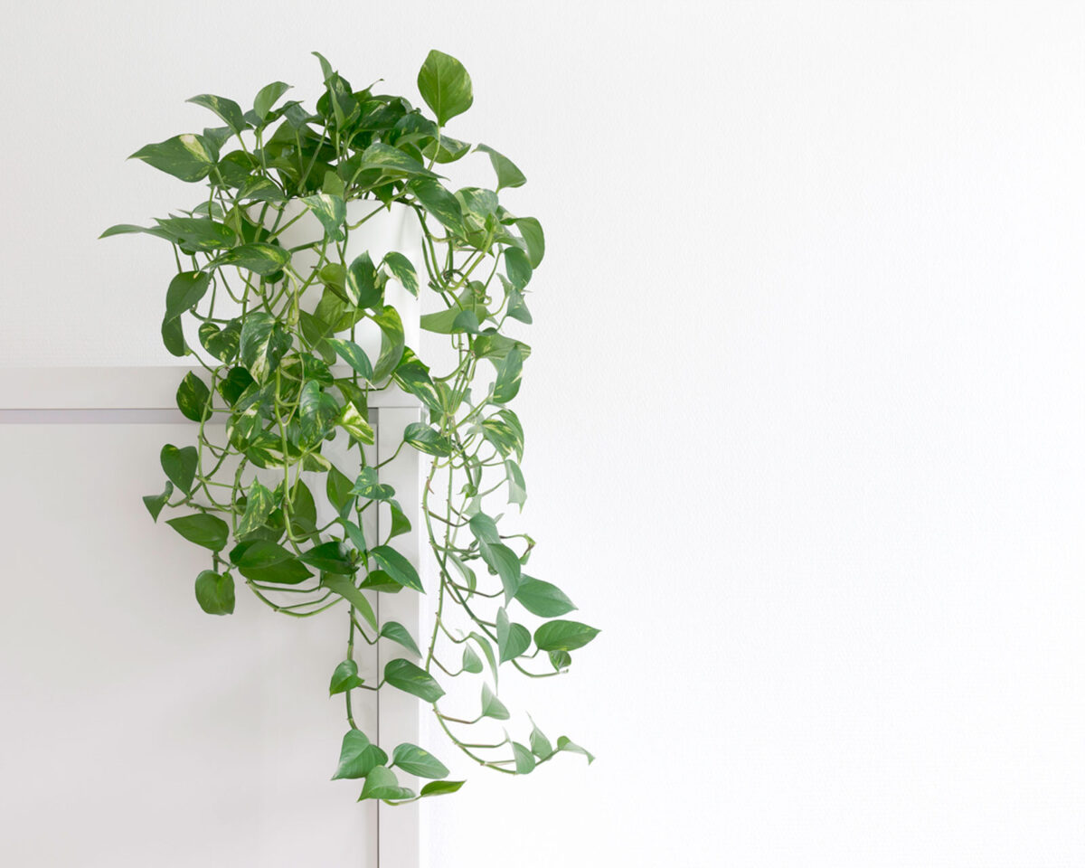 prune-pothos
