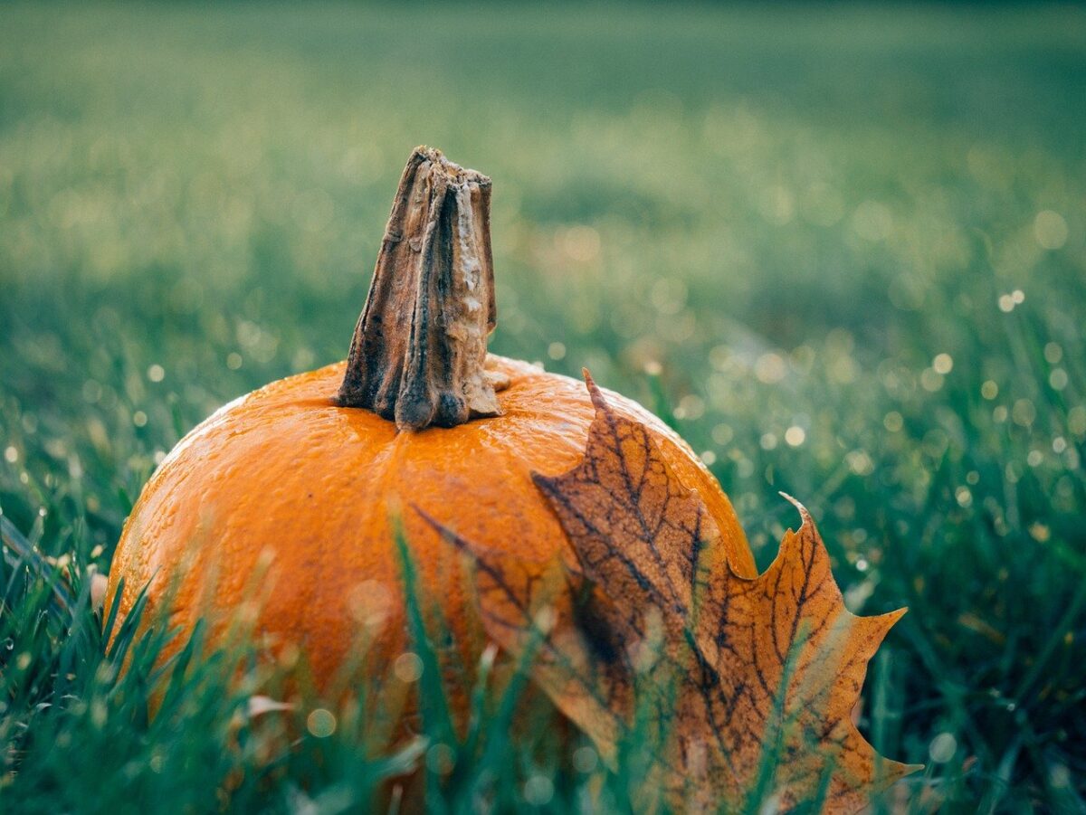 disegnare-zucche-halloween