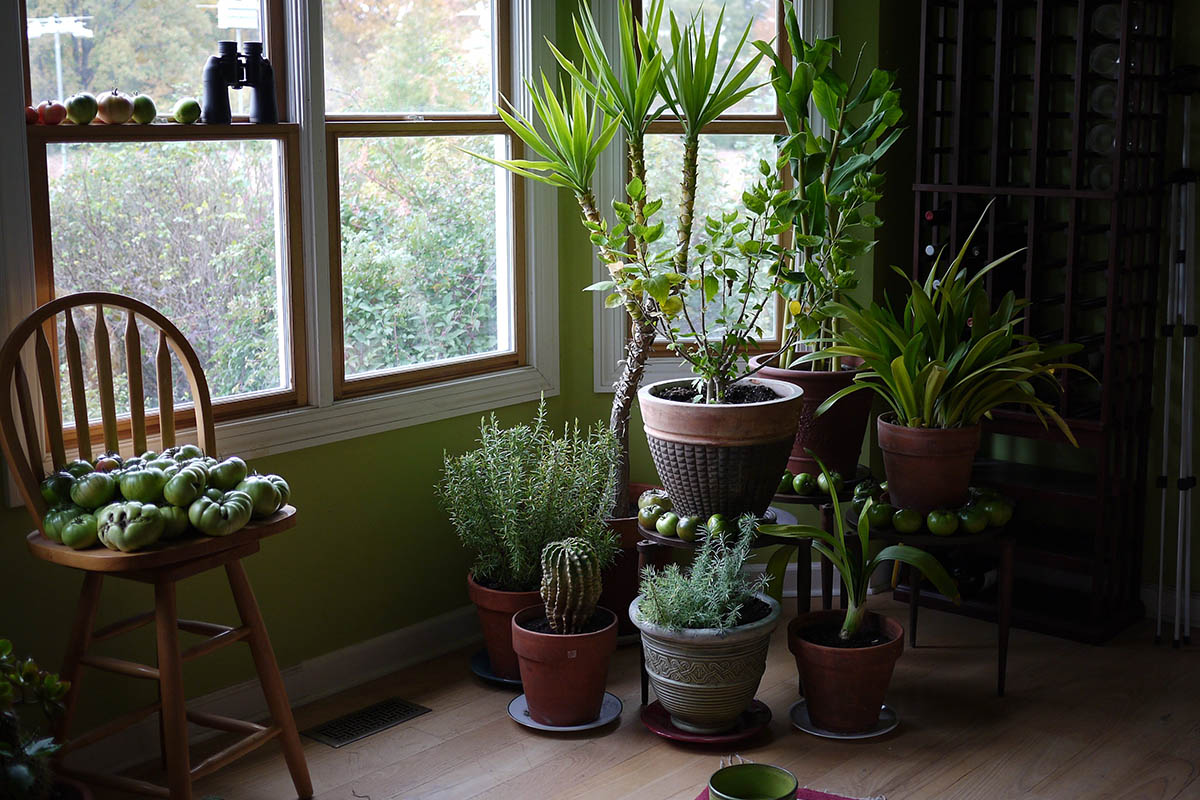 Houseplants &amp; Tomatoes IN!