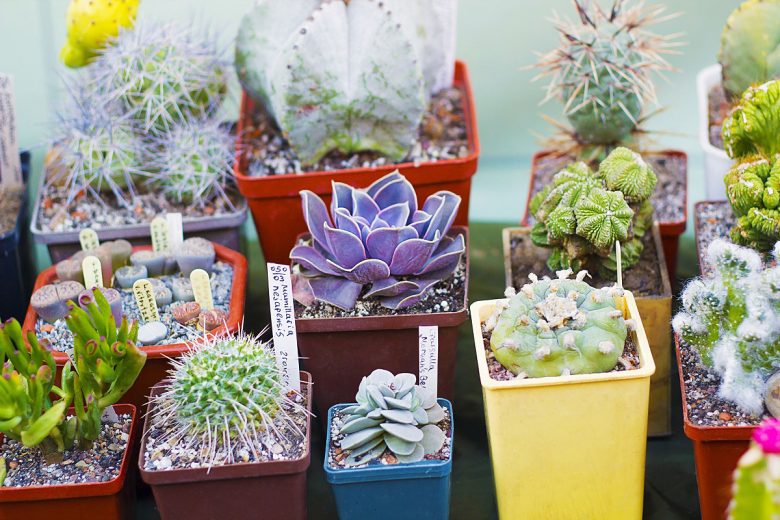 74109729 - variety of cactus and succulents in pots for sale