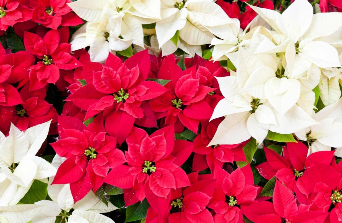 regali-natale-giardino (12)