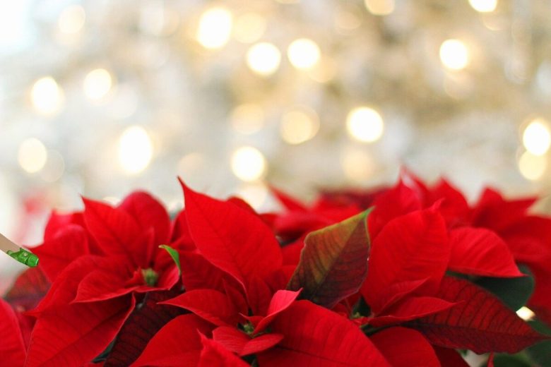 regali-natale-ultimo-minuto