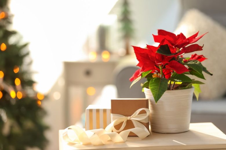 Christmas flower poinsettia with gift boxes on light table