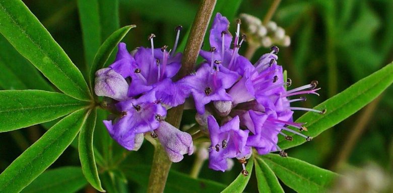 agnocasto-pianta-resistente-alla-siccita-