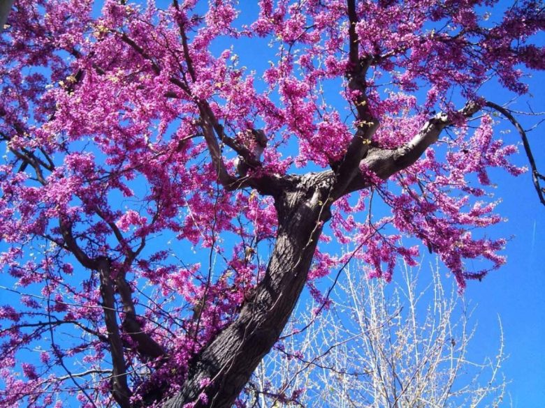 albero-di-giuda-resistente-alla-siccita-