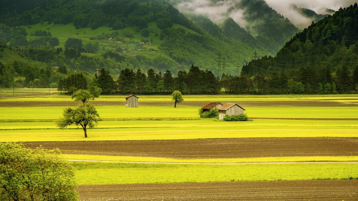 Campo