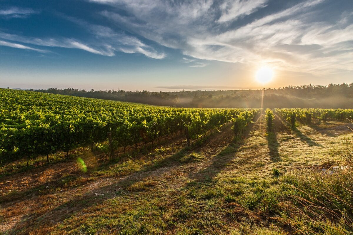 Campo, Agricolo
