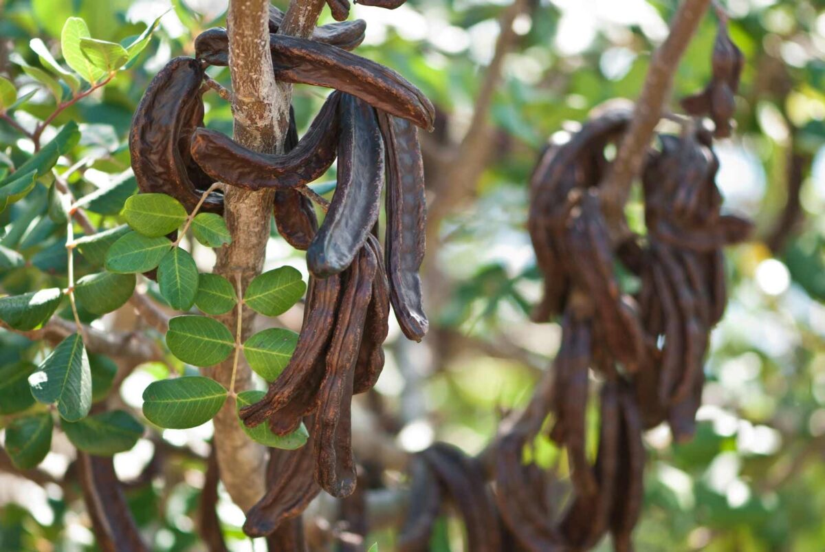 carrubo-pianta-resistente-alla-siccita-