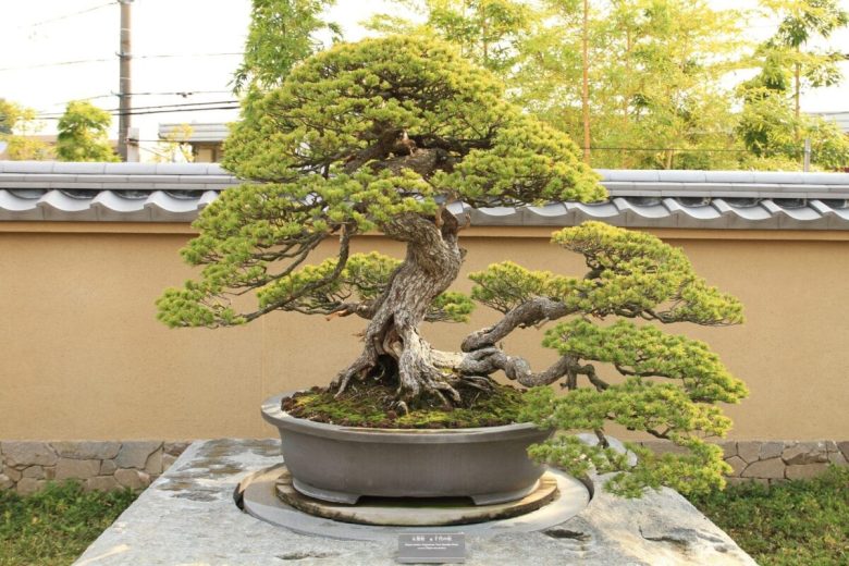 come-creare-un-terrazzo-zen-13