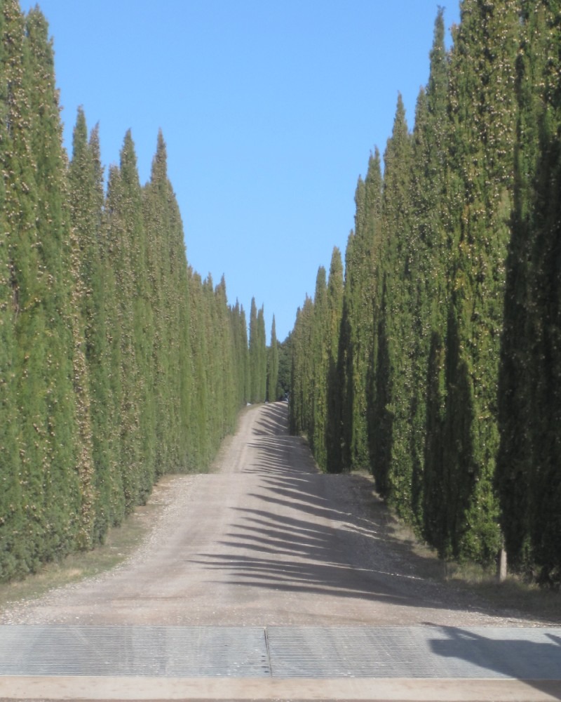 cupressus-cipresso-nero-toscana