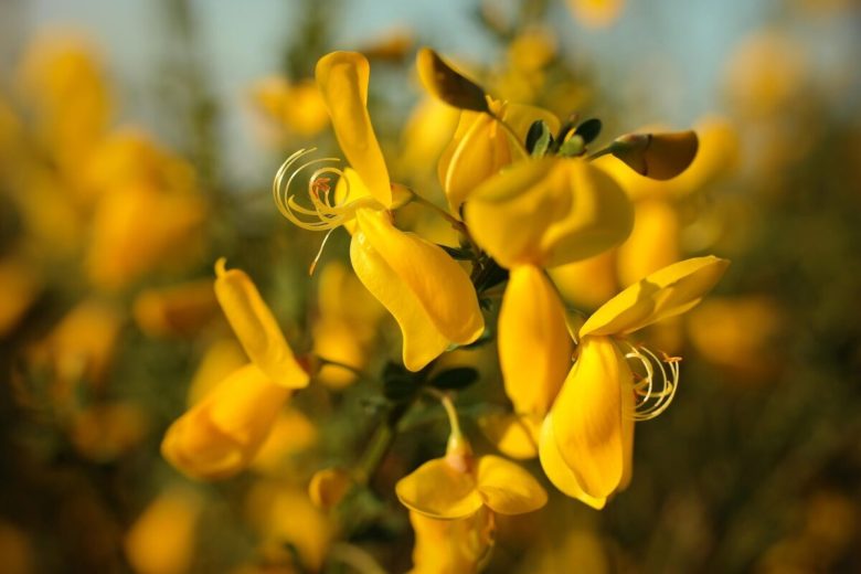 ginestra-resistente-alla-siccita
