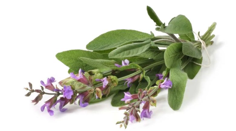 salvia-