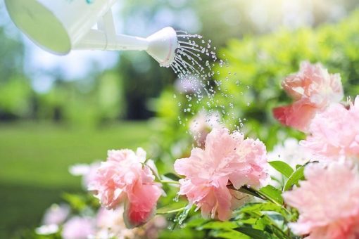 6 cose da non fare quando bagniamo le piante