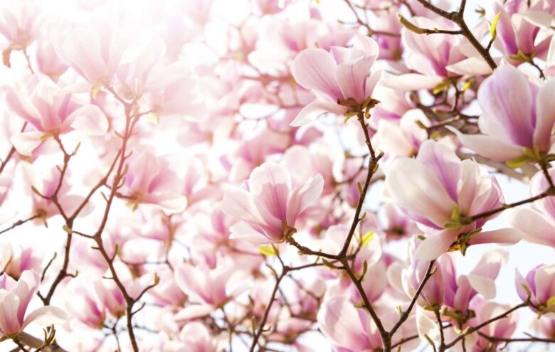Pareti soggiorno color magnolia