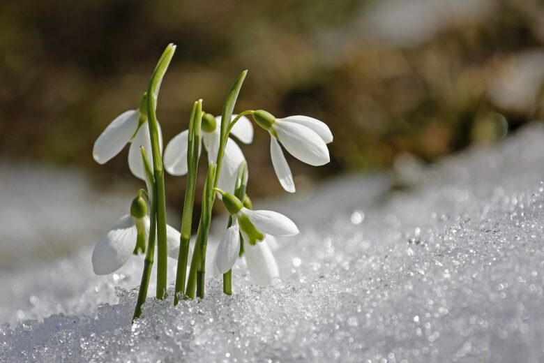 piante-resistenti-inverno-3