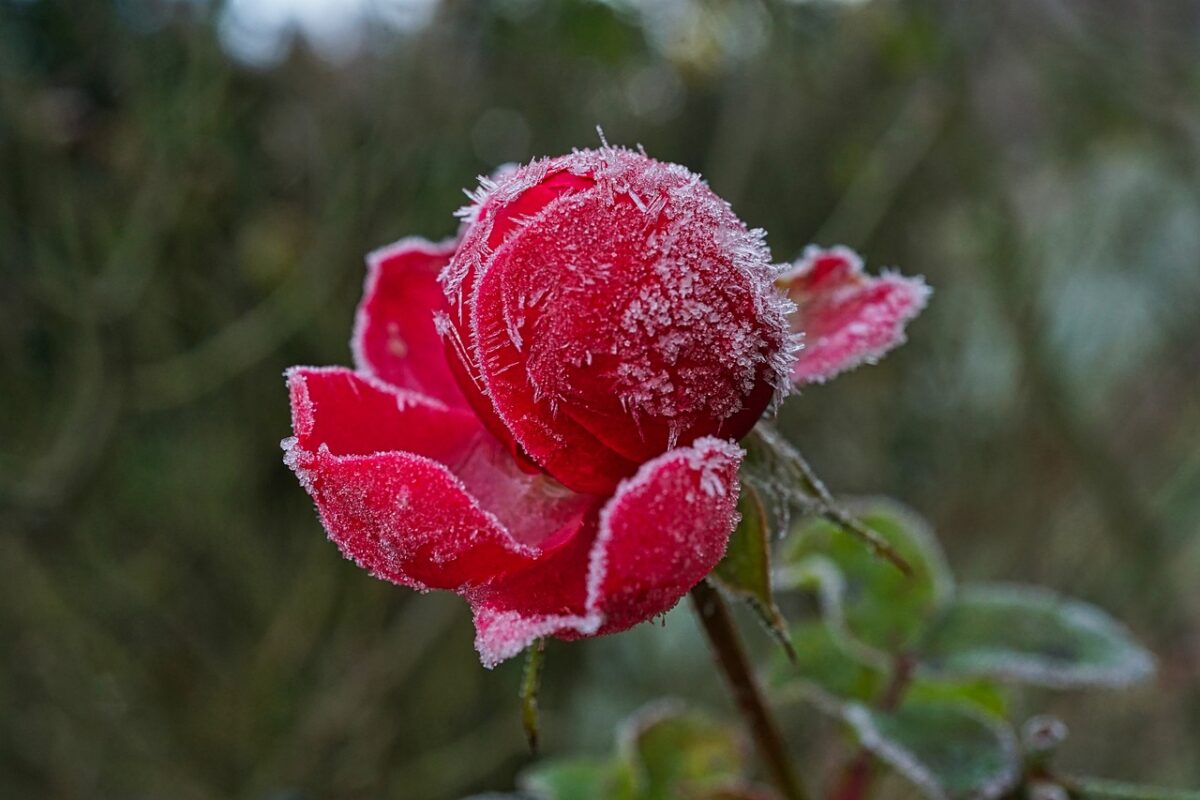 Piante da giardino per l’inverno