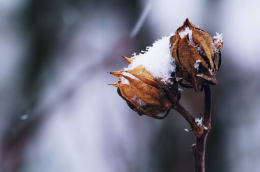 5 Piante resistenti al freddo