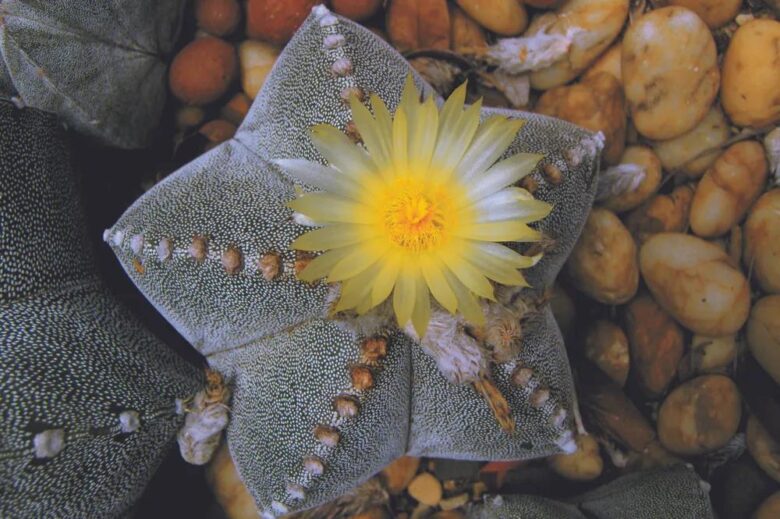 Arredare un balcone con le piante grasse: 10 specie da esterno consigliate