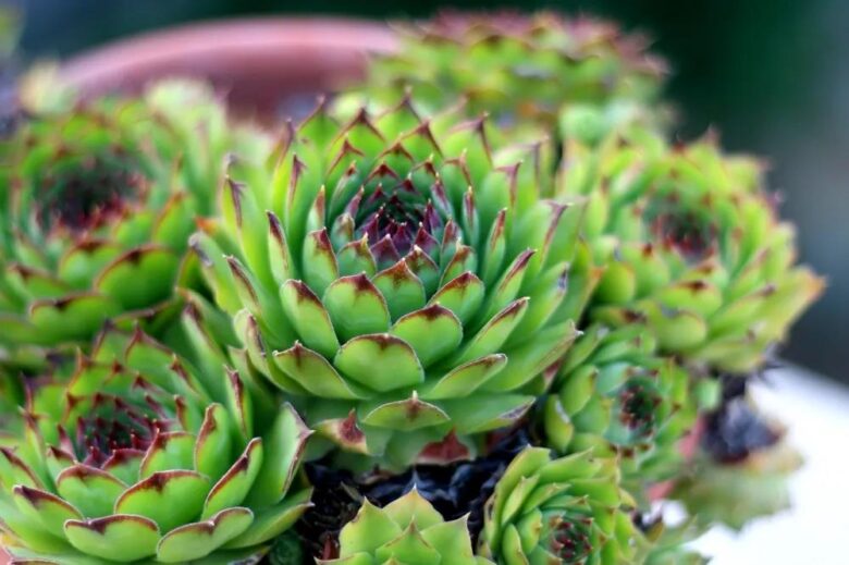 Arredare un balcone con le piante grasse: 10 specie da esterno consigliate