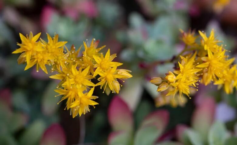 Arredare un balcone con le piante grasse: 10 specie da esterno consigliate