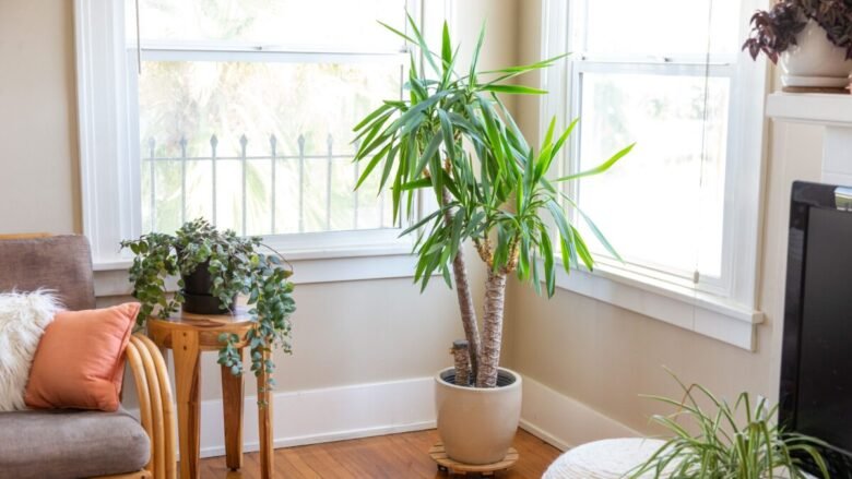 Piante autunnali per abbellire casa