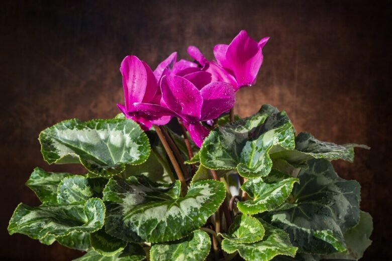 Piante autunnali per abbellire casa