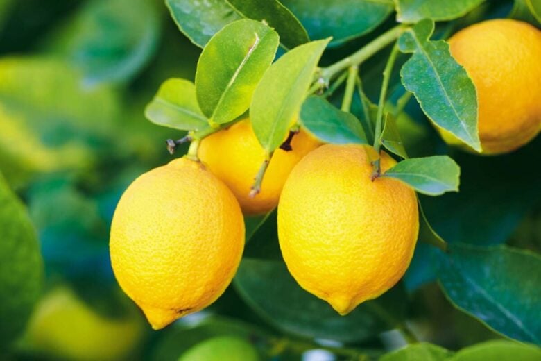 Energia pulita dagli scarti di arance e limoni Energia pulita dagli scarti di arance e limoni