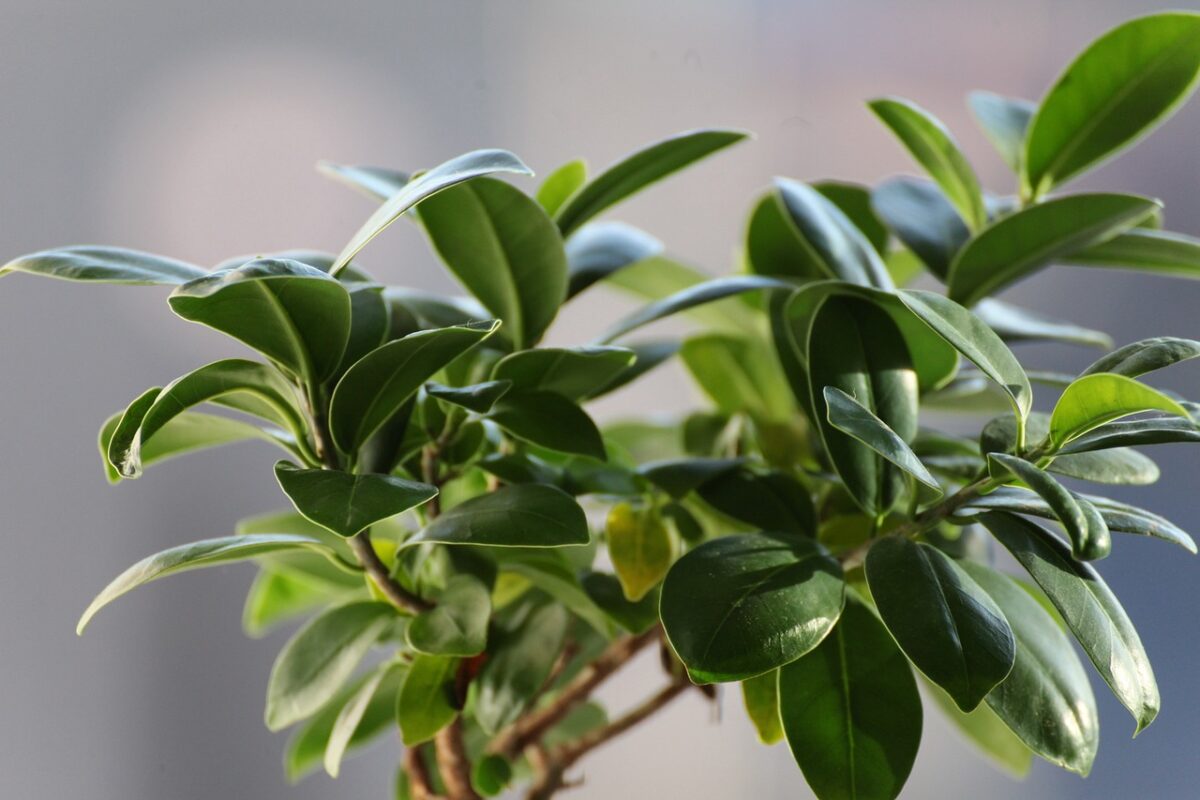 Piante da appartamento che tollerano, ma non troppo, caldo e caloriferi Piante da appartamento che tollerano, ma non troppo, caldo e caloriferi