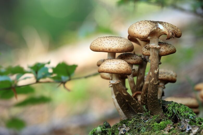 Le case del futuro saranno fatte di funghi Le case del futuro saranno fatte di funghi
