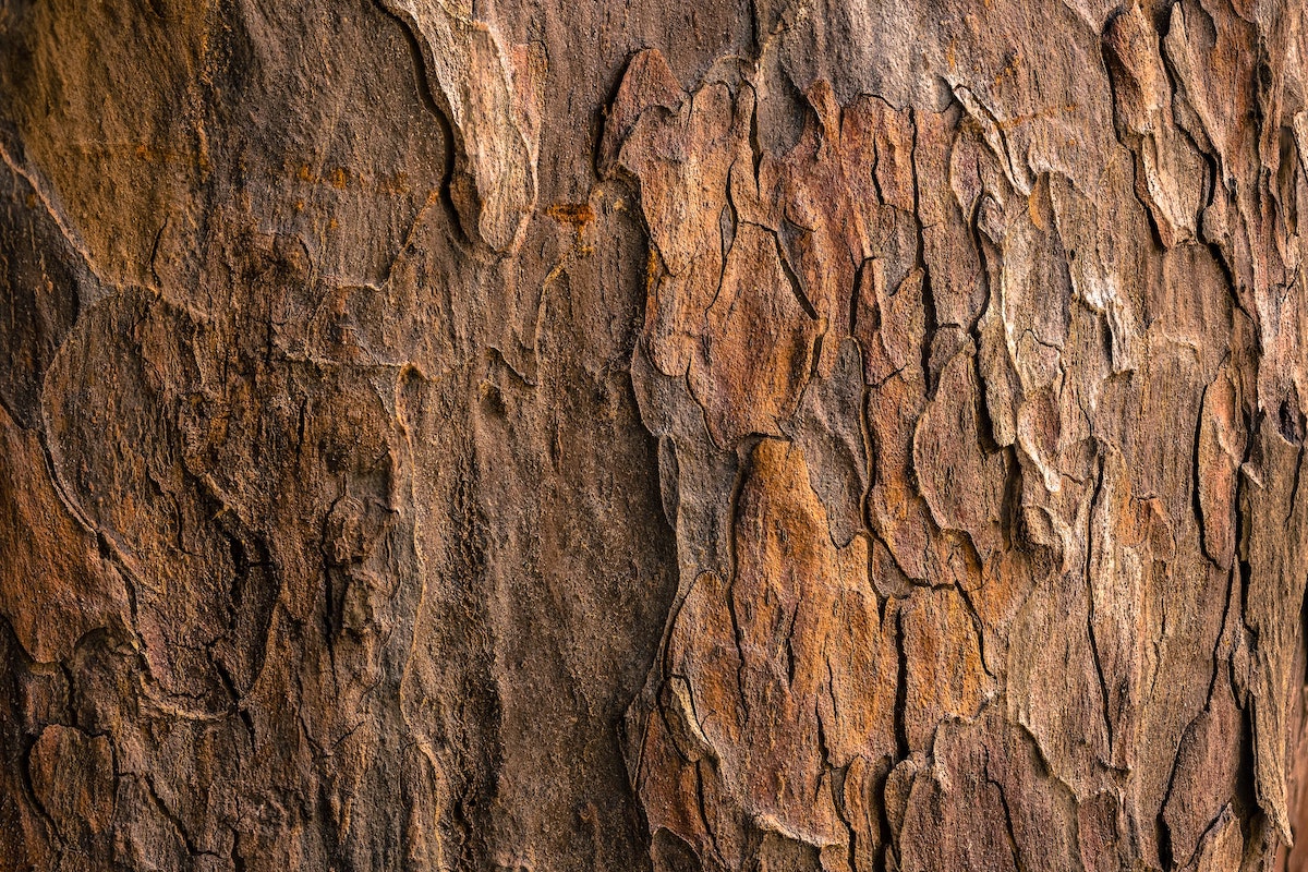 Legno - Perché sceglierlo per l'arredamento Legno - Perché sceglierlo per l'arredamento