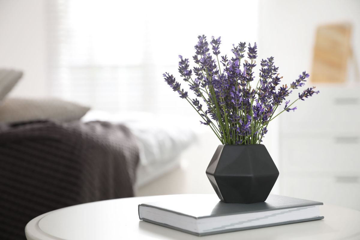 Pianta di lavanda in camera da letto Pianta di lavanda in camera da letto