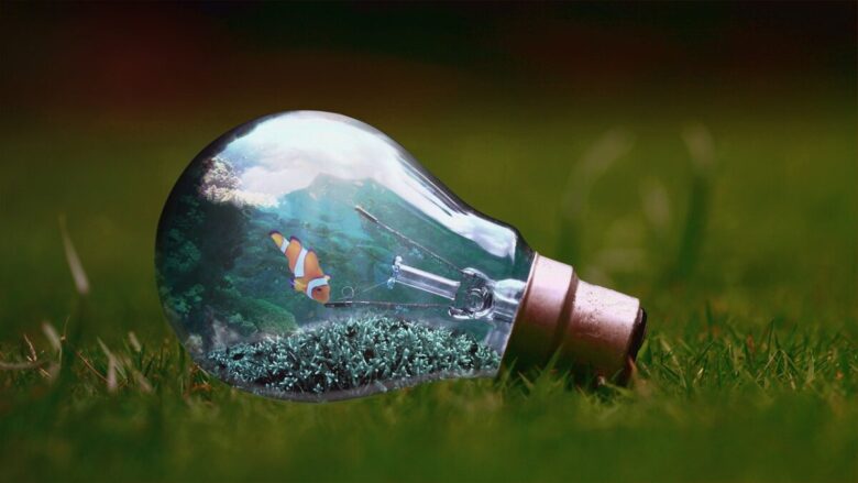 lightbulb, fishes, nature