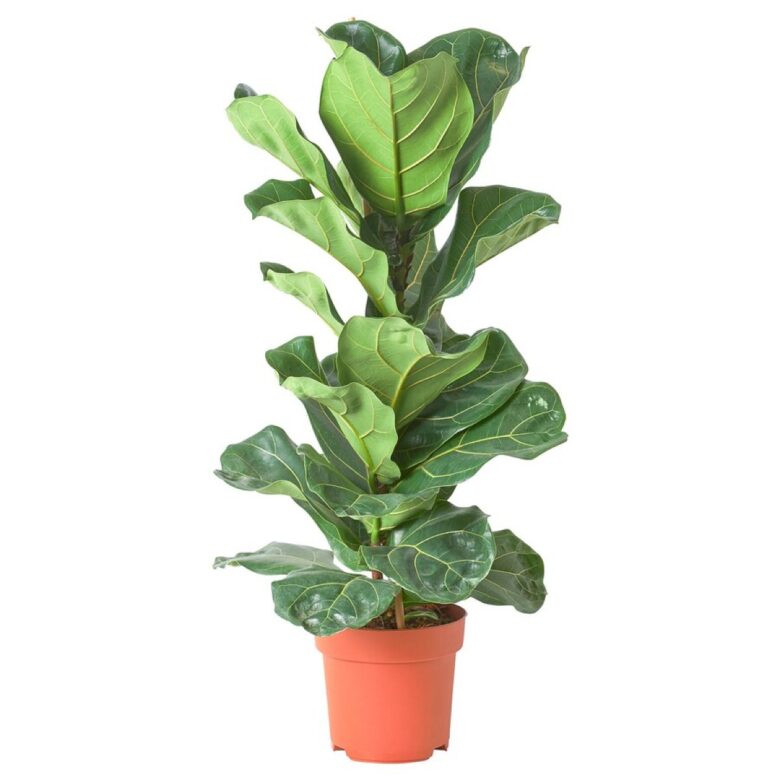 ficus lyrata ikea