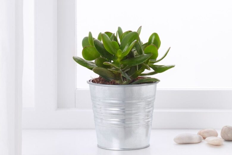 Echeveria foto by ikea