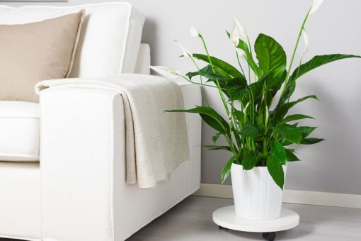 Piante da interno da avere quest’anno: 3 proposte IKEA