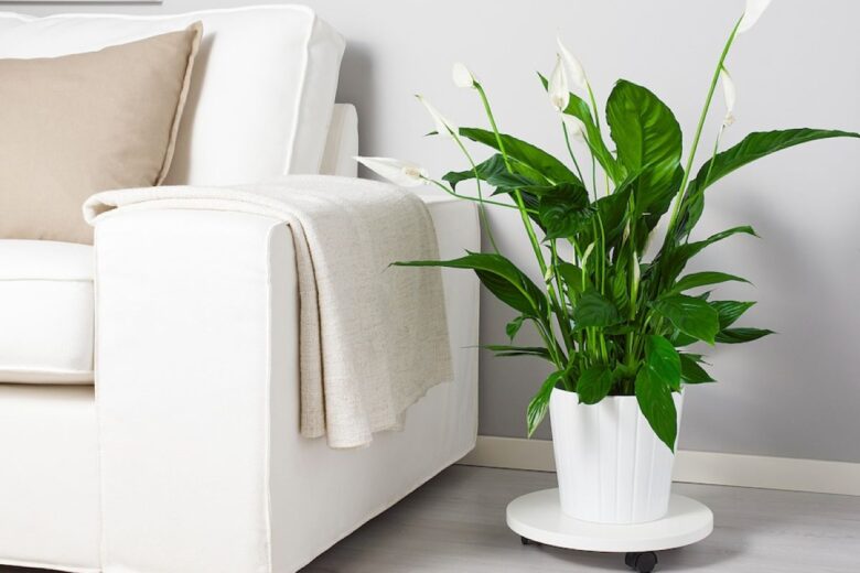 spatifillo foto di Ikea