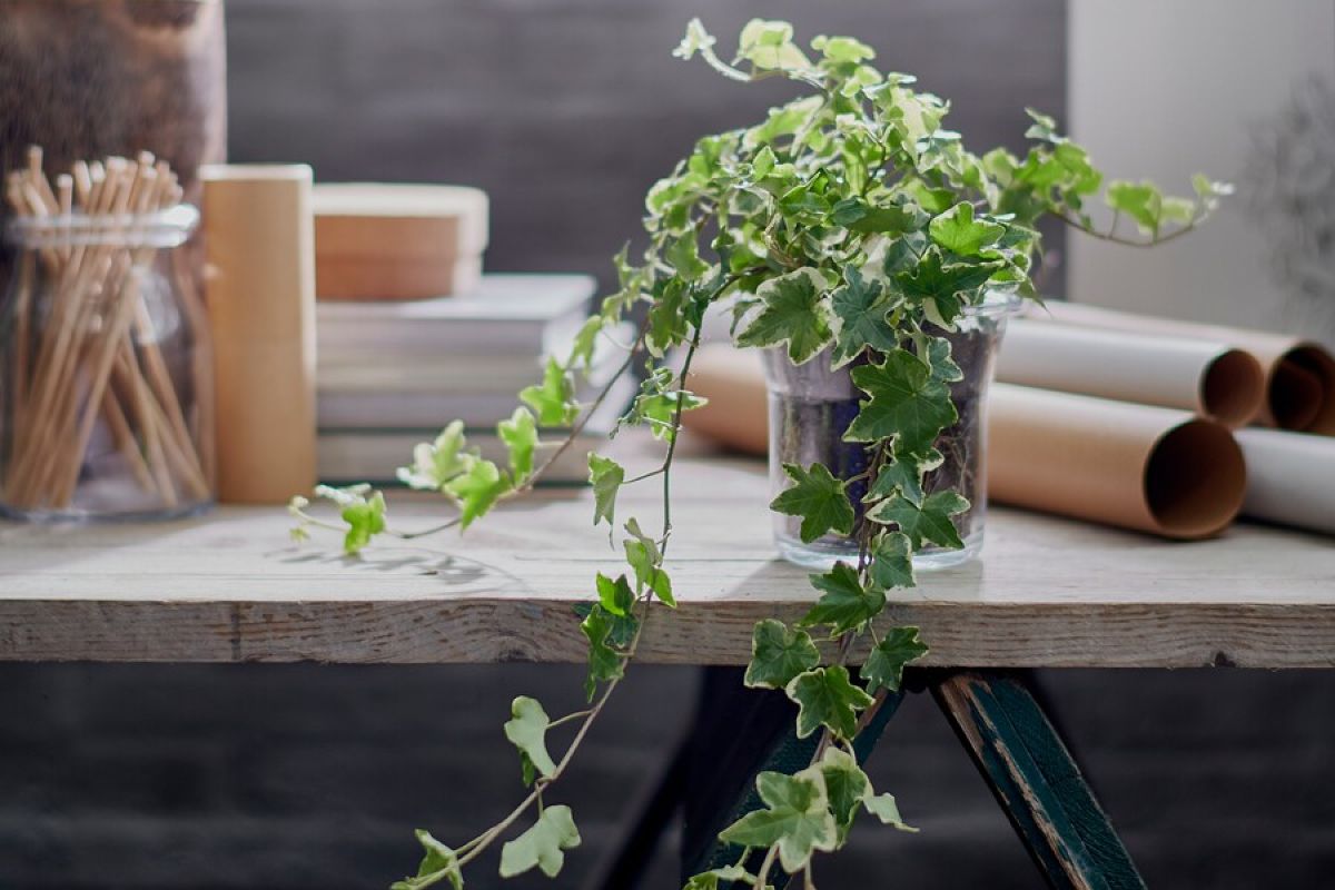 Piante da interno da avere entro l’anno: 3 proposte IKEA