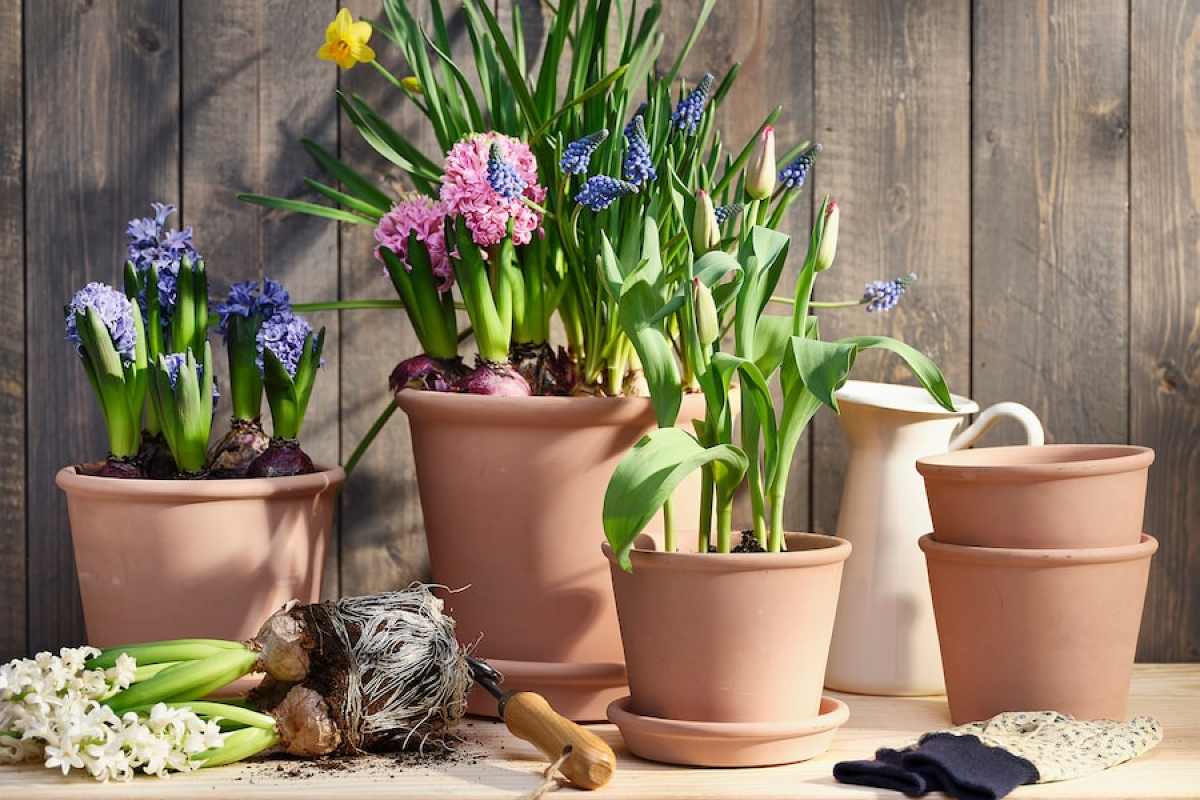 Primavera in arrivo: 3 piante da acquistare ora da IKEA