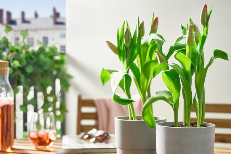 Tulipano foto di IKEA