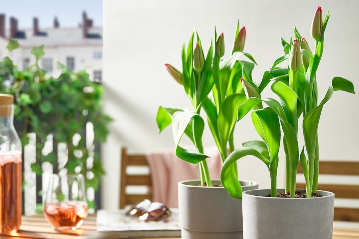 Primavera in arrivo: 3 piante da acquistare ora da IKEA