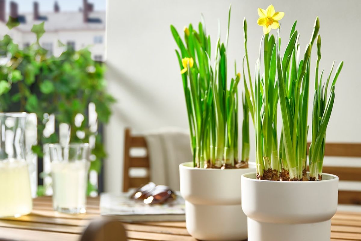 Primavera in arrivo: 3 piante da acquistare ora da IKEA